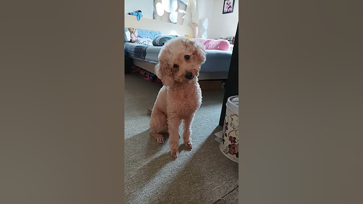 play this sound to see your dog reaction #dog #doglover  #poodle