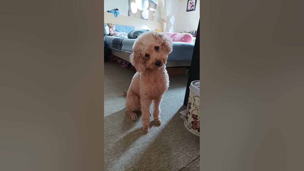play this sound to see your dog reaction #dog #doglover  #poodle