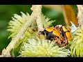 Harmonia Testudinaria-mating ladybirds