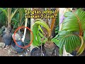 PRUNING YOUR COCONUT BONSAI'S LEAVES FOR MAGNIFICENT RESULTS | Bonsai kelapa