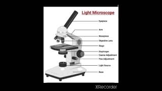 Light(Optical) Microscope