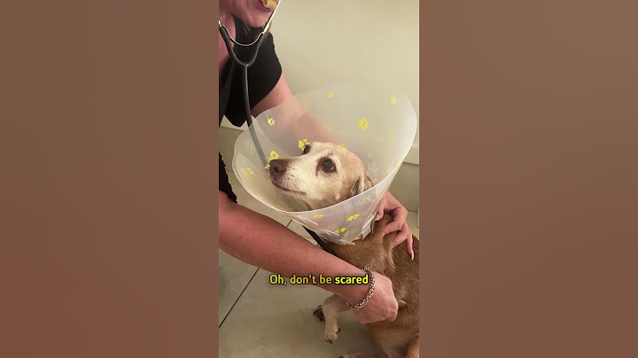 Dog insists on doing everything with this woman