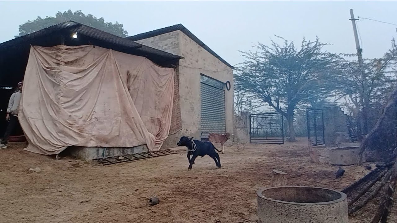 Subah subah🐃 running 🏃‍♂️😂