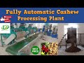 Fully automatic cashew processing plant  cashew processing machine by rami international