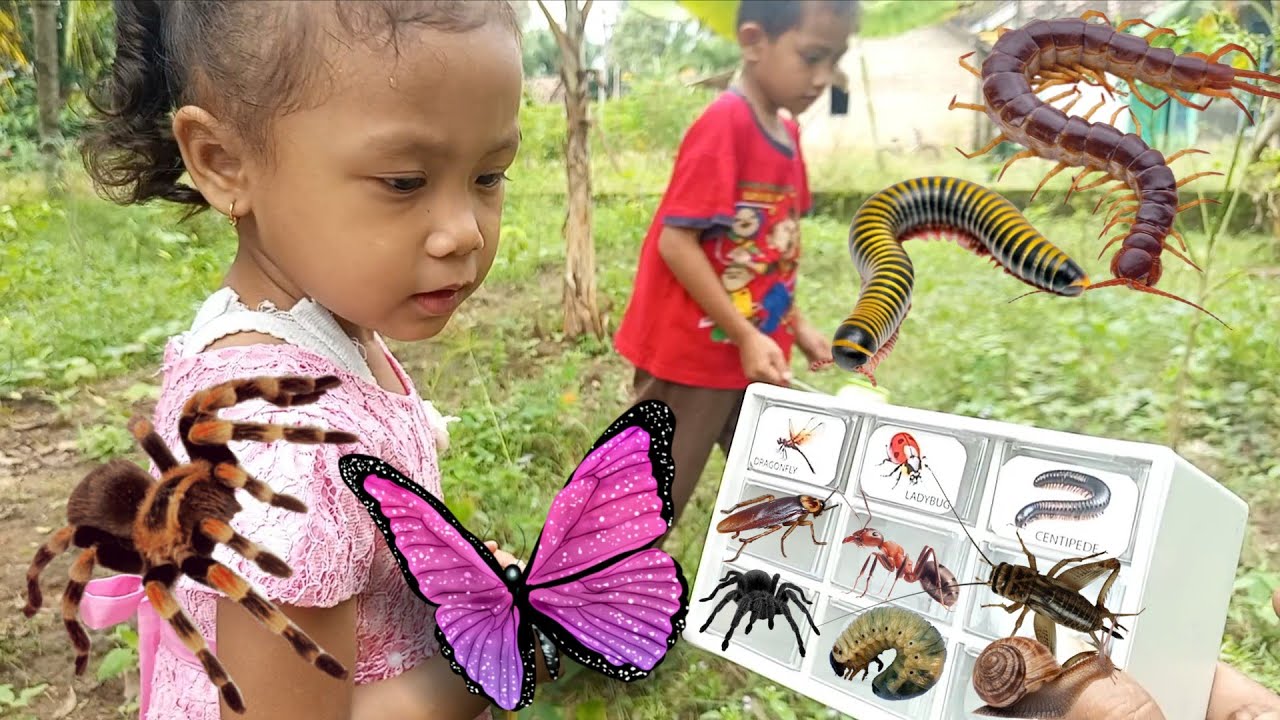 Siput kids bug hunt TARANTULA, ANT, MILLIPEDE, SNAIL