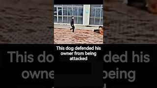 Dog Defended His Owner From Being Attacked  Tag Someone Who Needs To See This