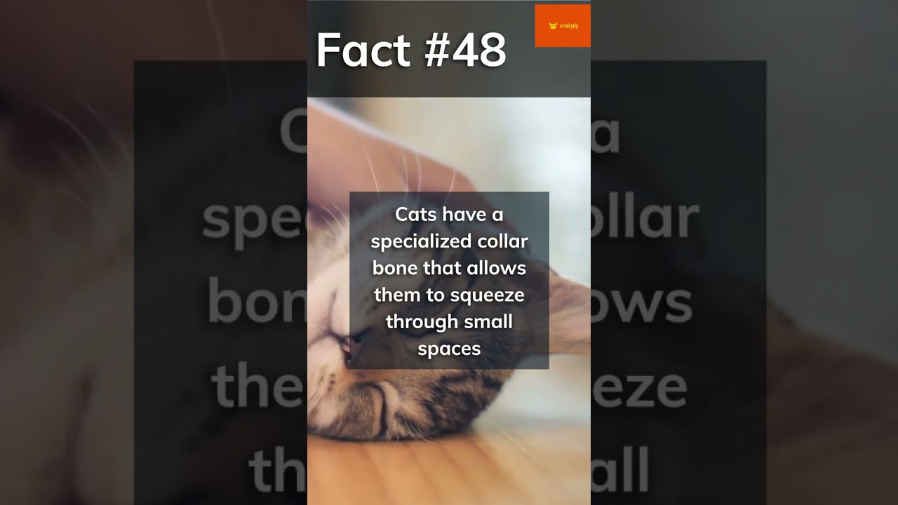 Your daily cat facts #48 