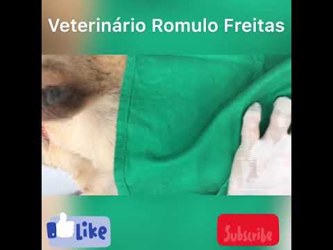 Vídeo: Tumores Intestinais (apudomas) Em Cães