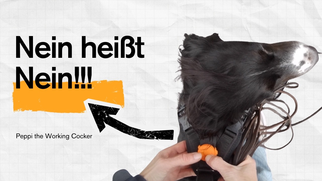 Mantrailing - Mira war nicht in Auerbach! #peppitheworkingcocker #frompuppytopro #mantrailing