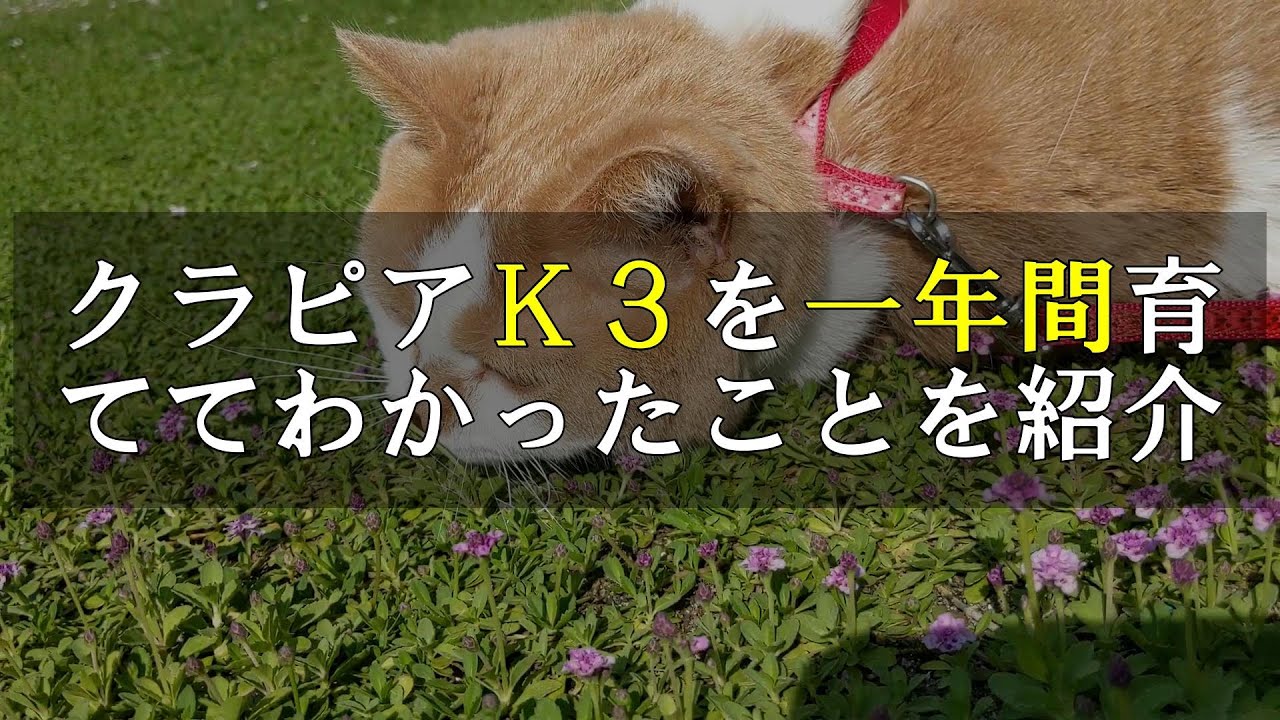 クラピアk3を一年間育ててわかったことです Youtube クラピアk3を一年間育ててわかったことです Youtube