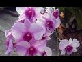 Выставка орхидей в Бангкоке. Orchid Show in Bangkok