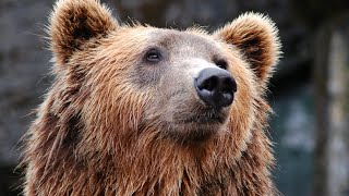 Did you know: Bears 🐻  #animals #bears  @animals101nature by Animals101Nature 16 views 5 months ago 1 minute, 16 seconds