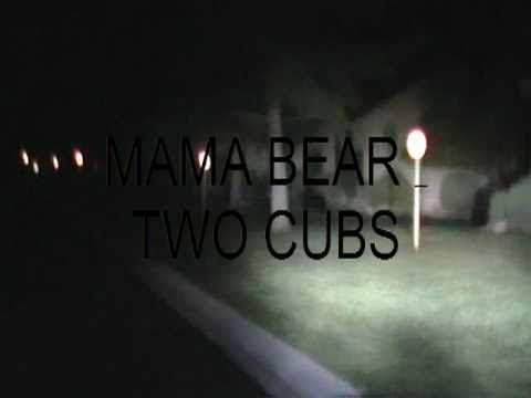 MAMA BLACK BEAR WITH TWO CUBS VISIT WOODBRIDGE