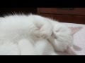 Itchy White Cat Need Some Scratching