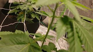 Cannabis grow Doc #GorillaGlue #HeavyGrapefruit #Maltezers