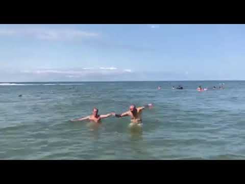 მედუზა ფართი