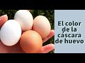 El color de la cáscara de los huevos de gallina