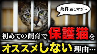 「保護猫」を飼う予定の人は、コレ知らないとマジで損します。飼育条件やペットショップ、ブリーダーの違いも解説