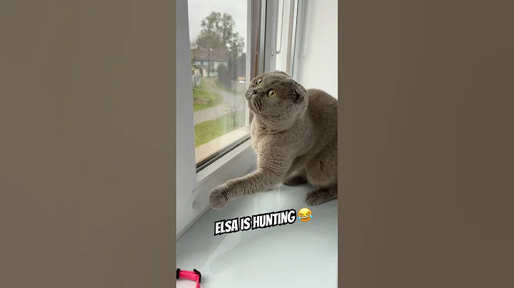 Video 11302981: pets cutecat scottishfold funny, scottishfold cat funnycats, cat hunting funny