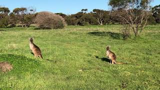 Kangaroo encounter