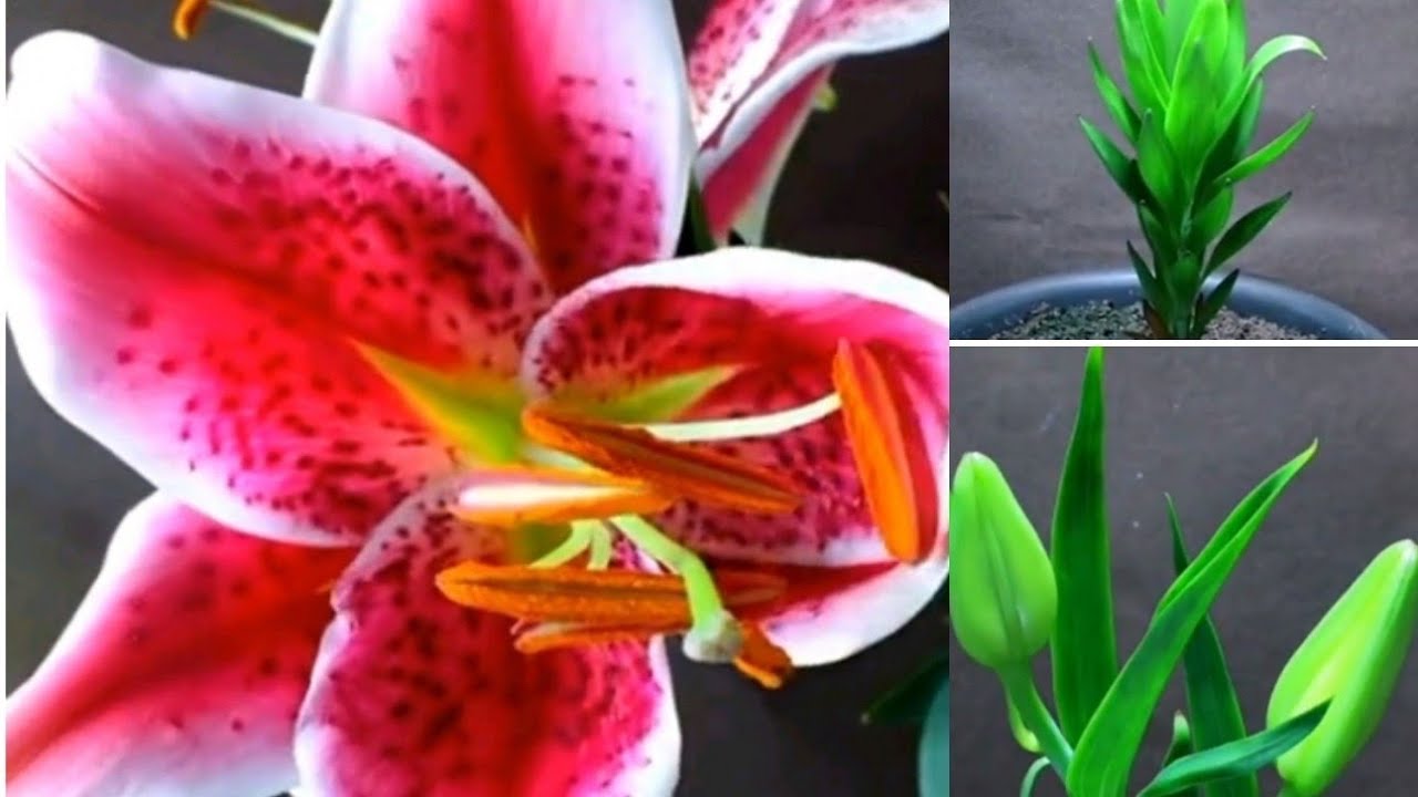 Asiatic Lily Plant Care Lilium Flower Time Lapse With Care Tips