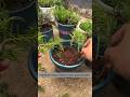 a hot day plant Portulaca flower in pots grow beautiful #shorts #plants #portulacaflower