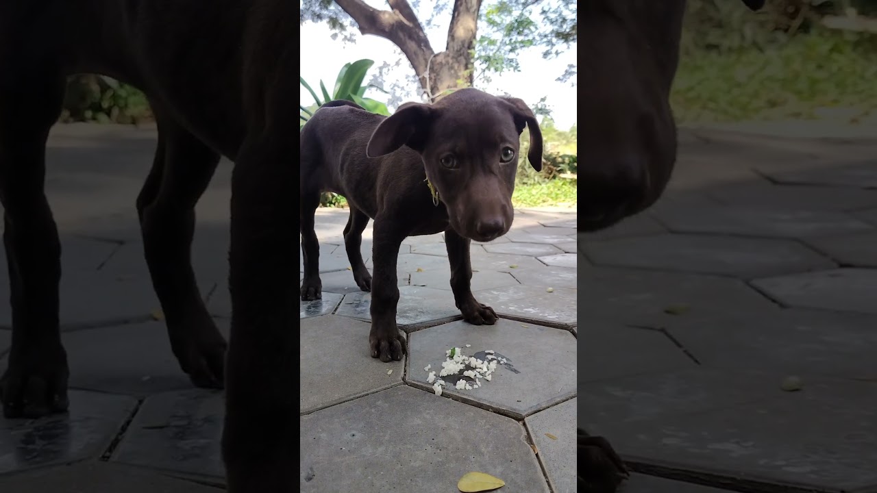 Cute dog Eating left food