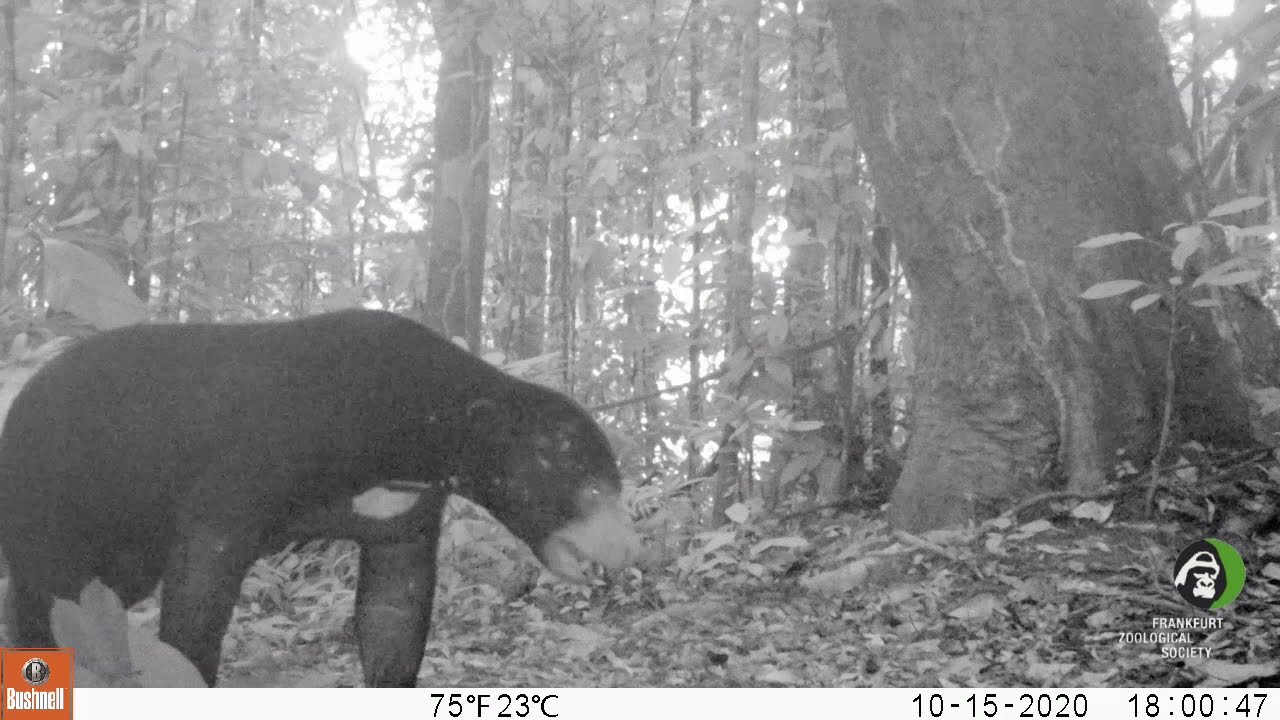 Two sun bears frolicking in Sumatran rainforest