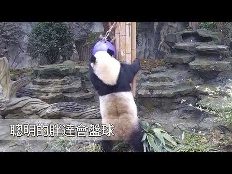 《熊貓早晚安》聰明的胖達會盤球 | iPanda