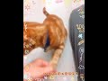 污糟貓最愛食條條 污糟貓最愛食條條