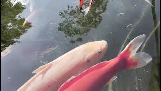 Ini Dia Ikan yang Harganya Bisa Mencapai Belasan Juta Rupiah#ikankoi 