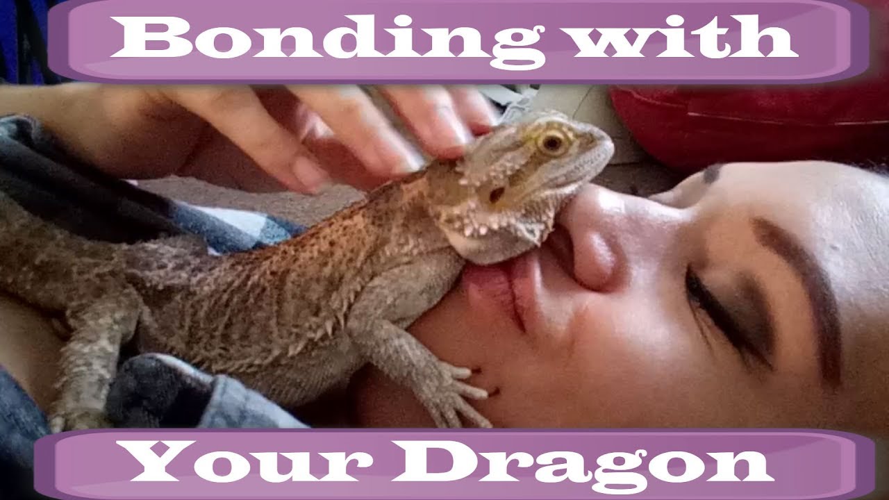 How To Bond With Your Bearded Dragon YouTube