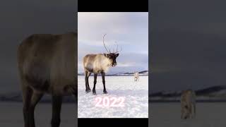 Reindeer 2022 and 9000 Bec Reindeer// Best Status Video 😈 Attitude Shorts 🌿 Video //Reindeer //