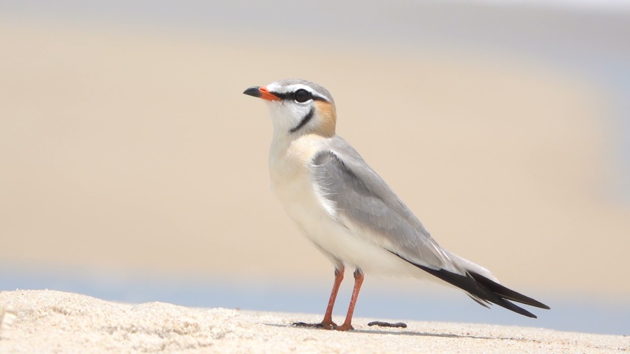 Grey Pratincole - Pointe Pongara, Gabon, April 2021