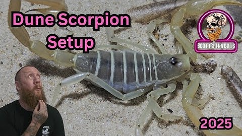 Dune Scorpion .. Smeringurus mesaensis
