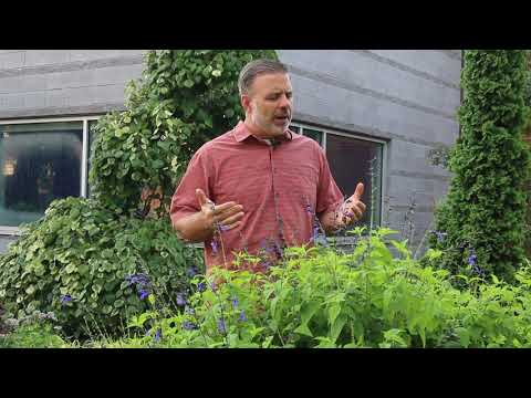 Video: Sage Dan Salvia - Kembar Dan Saudara Lelaki, Spesies Salvia