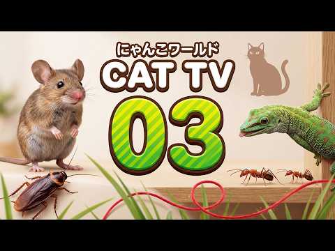 【猫用動画MIX03】ネズミ・トカゲ・ゴキブリ・アリ など3時間 | CAT TV にゃんこワールド 🙀