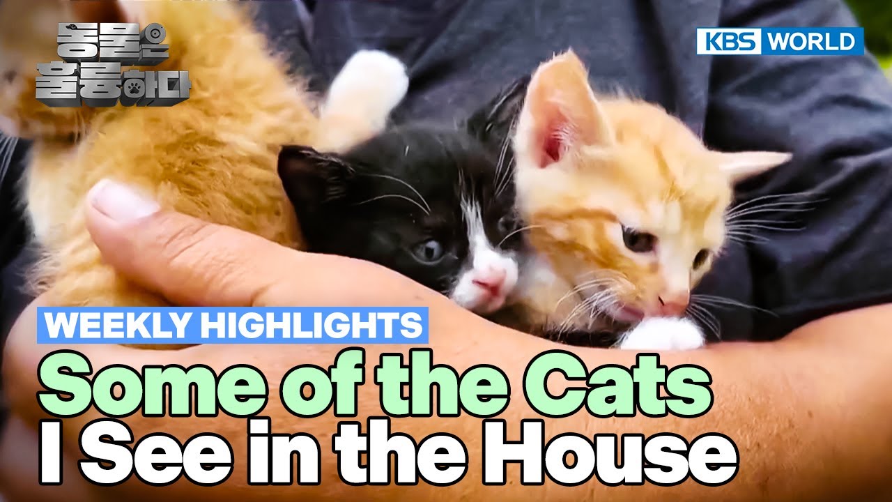 [Weekly Highlights] These Owners Are Criminal!🤬 [Animals Are Incredible] | KBS WORLD TV 250319