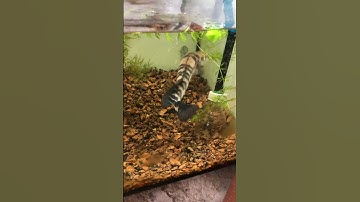 Cá lóc size vả hồ to dùng lọc bio được không #caloccanh #calockieng #channa #channamaru #fish