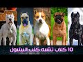 10 كلاب تشبه كلب البيتبول 😲 ـ درب كلبك مصر