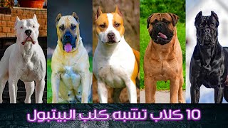 10 كلاب تشبه كلب البيتبول 😲 ـ درب كلبك مصر