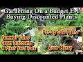 Gardening On a Budget E-1: Buying Perennial Plants on Sale for a Plant Yard Sale &amp; Pollinator Garden