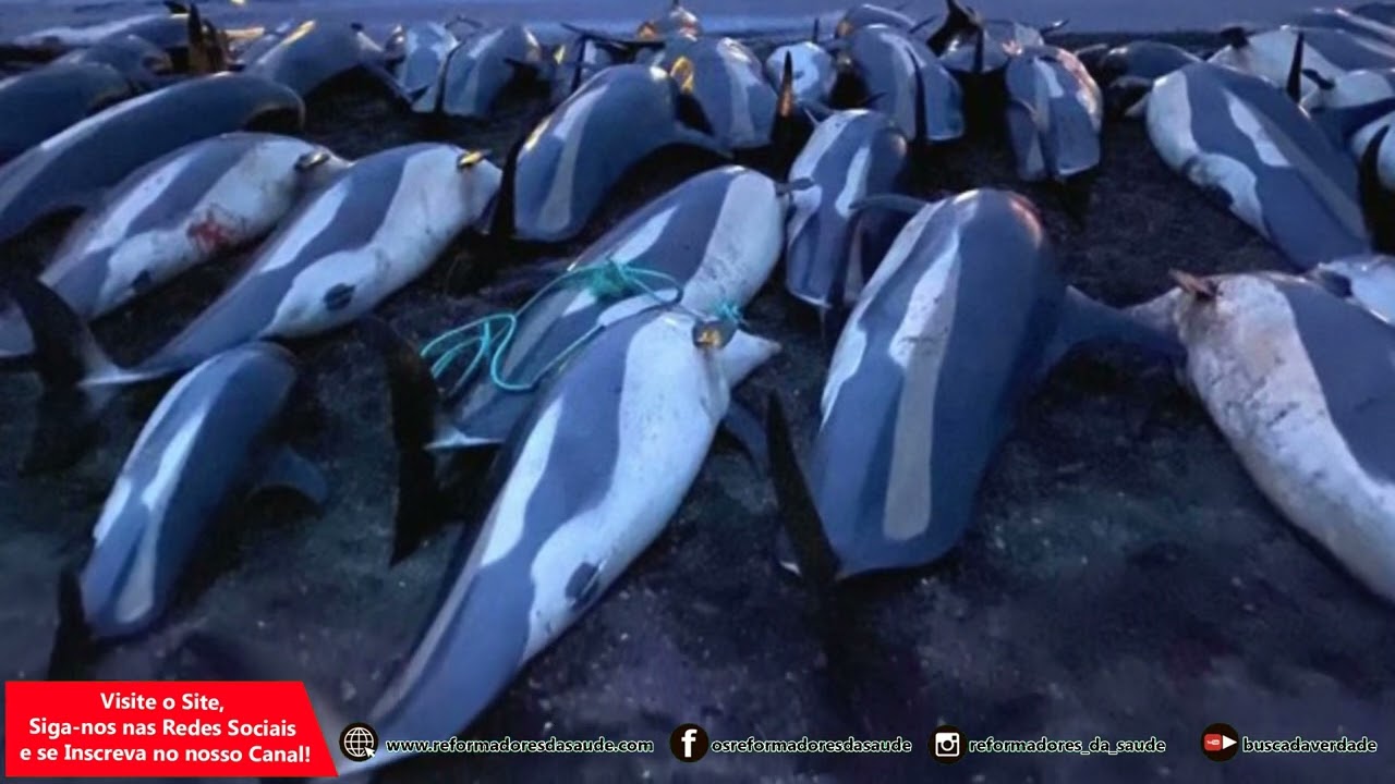 Vídeo: Mataram 1400 golfinhos