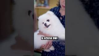 아빠가 30년 동안 개를 싫어했던 충격적인 이유 #강아지 #천재견 #감동