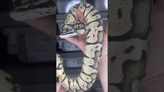 Super Pastel VPI Axanthic poss het Puzzle #ballpython #ballpythonbreeder #axanthic