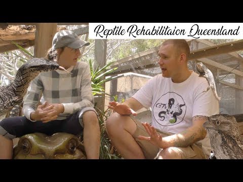 Reptile Rehabilitation Queensland