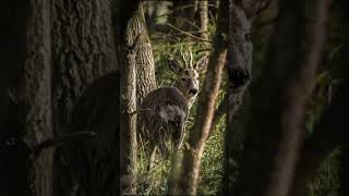Photographing Wild Roe Deer in Germany