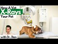 Veterinarian dr dan shows how xrays are taken on pets