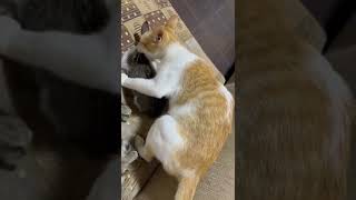 Abusing Minor (in heat male cat to a 3-month-old kitten)