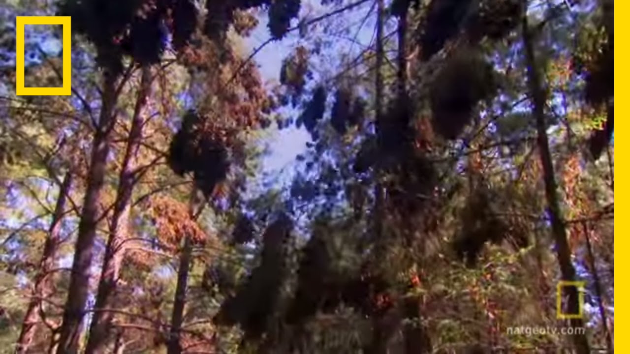 Monarchs to Temper Trap | National Geographic